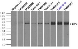 LIPG Mouse anti-Human, Clone: OTI1D9, lyophilized, TrueMAB 100 &mu;g; Unconjugated:Antibodies,
