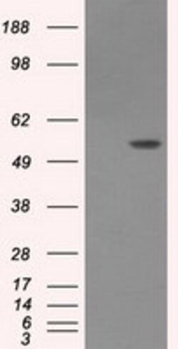 LIPG Monoclonal Antibody (OTI3G7), TrueMAB , OriGene 100 &mu;L; Unconjugated:Antibodies,