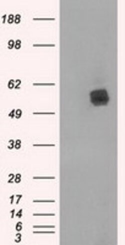 LIPG Mouse anti-Human, Clone: OTI5C3, lyophilized, TrueMAB 100 &mu;g; Unconjugated:Antibodies,