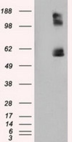 LIPG Monoclonal Antibody (OTI3C4), TrueMAB , OriGene 100 &mu;L; Unconjugated:Antibodies,