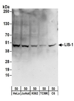 LIS-1 Rabbit anti-Human, Mouse, Rat, Polyclonal, Bethyl Laboratories 10