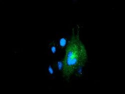 LMAN1 Mouse anti-Canine, Human, Clone: OTI1E3, lyophilized, TrueMAB 100
