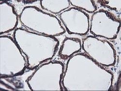 LMAN1 Mouse anti-Canine, Human, Clone: OTI1E3, lyophilized, TrueMAB 100