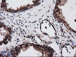 LMAN1 Mouse anti-Canine, Human, Clone: OTI1E3, lyophilized, TrueMAB 100