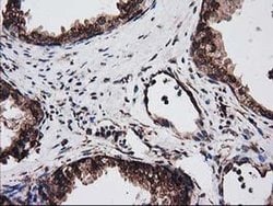 LMAN1 Monoclonal Antibody (OTI1E3), TrueMAB , OriGene 100 &mu;L; Unconjugated:Antibodies,