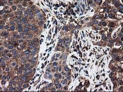 LMAN1 Mouse anti-Canine, Human, Clone: OTI1E3, lyophilized, TrueMAB 100