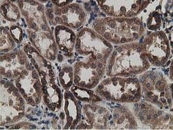 LMAN1 Mouse anti-Canine, Human, Clone: OTI1E3, lyophilized, TrueMAB 100