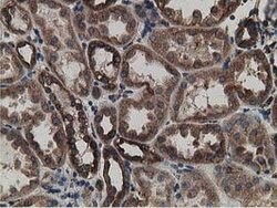 LMAN1 Monoclonal Antibody (OTI1E3), TrueMAB , OriGene 100 &mu;L; Unconjugated:Antibodies,