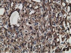 LMAN1 Mouse anti-Canine, Human, Clone: OTI1E3, lyophilized, TrueMAB 100