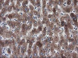 LMAN1 Monoclonal Antibody (OTI1E3), TrueMAB , OriGene 100 &mu;L; Unconjugated:Antibodies,