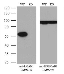 LMAN1 Mouse anti-Human, Clone: OTI2B10, lyophilized, TrueMAB 100 &mu;g | Buy Online | Origene Technologies | Fisher Scientific