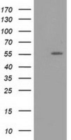 LMAN1 Mouse anti-Canine, Human, Clone: OTI1E3, lyophilized, TrueMAB 100