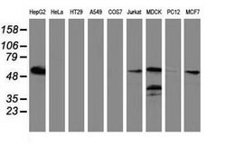 LMAN1 Mouse anti-Canine, Human, Clone: OTI1E3, lyophilized, TrueMAB 100
