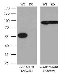 LMAN1 Mouse anti-Canine, Human, Clone: OTI1E3, lyophilized, TrueMAB 100