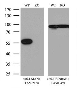 LMAN1 Monoclonal Antibody (OTI1E3), TrueMAB , OriGene 100 &mu;L; Unconjugated:Antibodies,