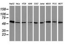 LMAN1 Mouse anti-Canine, Human, Rat, Clone: OTI1B8, lyophilized, TrueMAB
