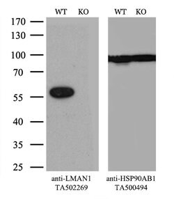 LMAN1 Mouse anti-Canine, Human, Rat, Clone: OTI1B8, lyophilized, TrueMAB