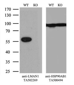 LMAN1 Monoclonal Antibody (OTI1B8), TrueMAB , OriGene:Antibodies:Primary
