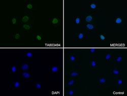 LMNA Mouse anti-Human, Clone: OTI1B7, lyophilized, TrueMAB 100 &mu;g; Unconjugated:Antibodies,