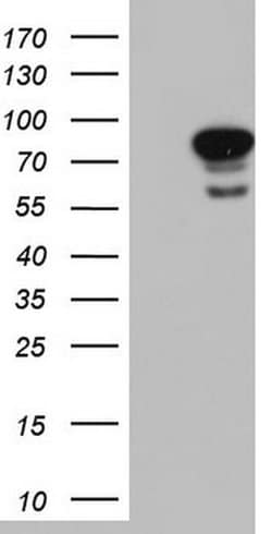 LMNA Monoclonal Antibody (OTI3F6), TrueMAB , OriGene 100 &mu;L; Unconjugated:Antibodies,