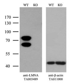 LMNA Monoclonal Antibody (OTI3F6), TrueMAB , OriGene 100 &mu;L; Unconjugated:Antibodies,