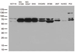 LMNA Monoclonal Antibody (OTI3F6), TrueMAB , OriGene 100 &mu;L; Unconjugated:Antibodies,