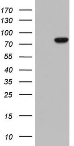 LMNA Mouse anti-Human, Clone: OTI1B7, lyophilized, TrueMAB 100 &mu;g; Unconjugated:Antibodies,