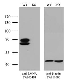 LMNA Mouse anti-Human, Clone: OTI1B7, lyophilized, TrueMAB 100 &mu;g; Unconjugated:Antibodies,