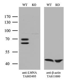 LMNA Monoclonal Antibody (OTI2G1), TrueMAB , OriGene 100 &mu;L; Unconjugated:Antibodies,