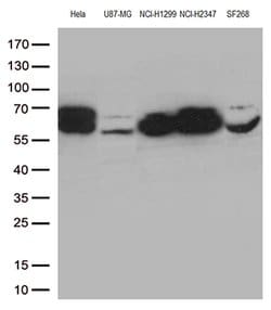 LMNA Monoclonal Antibody (OTI2G1), TrueMAB , OriGene 100 &mu;L; Unconjugated:Antibodies,