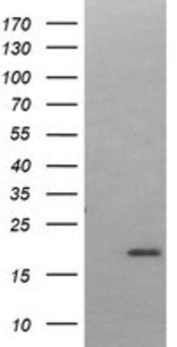 LMO2 Monoclonal Antibody (OTI2D7), TrueMAB , OriGene:Antibodies:Primary