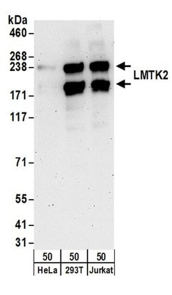 LMTK2 Rabbit anti-Human, Polyclonal, Bethyl Laboratories 100 &mu;l; Unlabeled:Antibodies,