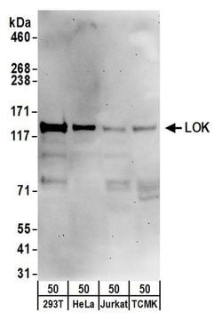 LOK Rabbit anti-Human, Polyclonal, Bethyl Laboratories 100 &mu;L; Unconjugated:Antibodies,