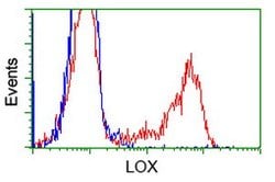 LOX Monoclonal Antibody (OTI7E6), TrueMAB , OriGene:Antibodies:Primary