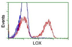 LOX Mouse anti-Human, Clone: OTI6B7, liquid, TrueMAB 100 &mu;L; Unconjugated:Antibodies,