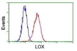 LOX Mouse anti-Human, Clone: OTI6B7, liquid, TrueMAB 100 &mu;L; Unconjugated:Antibodies,