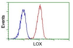 LOX Mouse anti-Human, Clone: OTI6B7, liquid, TrueMAB 100 &mu;L; Unconjugated:Antibodies,