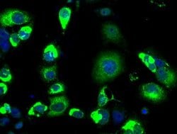 LOX Mouse anti-Canine, Human, Rat, Clone: OTI5C4, liquid, TrueMAB 100 &mu;L;