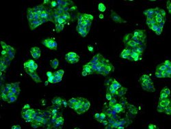 LOX Mouse anti-Human, Clone: OTI9A11, liquid, TrueMAB 100 &mu;L; Unconjugated:Antibodies,