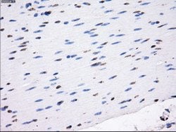 LOX Mouse anti-Canine, Human, Rat, Clone: OTI5C4, liquid, TrueMAB 100 &mu;L;