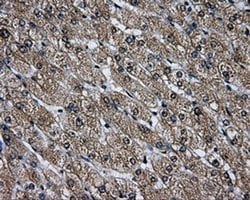 LOX Mouse anti-Human, Clone: OTI6B7, liquid, TrueMAB 100 &mu;L; Unconjugated:Antibodies,