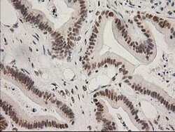 LOX Mouse anti-Human, Clone: OTI10D11, lyophilized, TrueMAB 100 &mu;g;