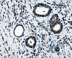 LOX Mouse anti-Human, Clone: OTI9G6, liquid, TrueMAB 100 &mu;L; Unconjugated:Antibodies,