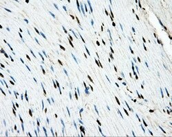 LOX Mouse anti-Human, Clone: OTI9G6, liquid, TrueMAB 100 &mu;L; Unconjugated:Antibodies,