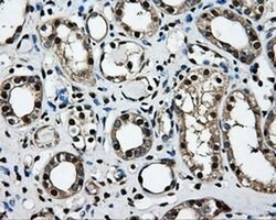 LOX Mouse anti-Human, Clone: OTI9G6, liquid, TrueMAB 100 &mu;L; Unconjugated:Antibodies,