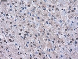 LOX Mouse anti-Human, Clone: OTI9A11, lyophilized, TrueMAB 100 &mu;g; Unconjugated:Antibodies,