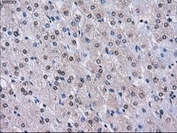 LOX Mouse anti-Human, Clone: OTI9A11, liquid, TrueMAB 100 &mu;L; Unconjugated:Antibodies,