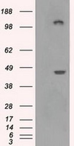 LOX Mouse anti-Canine, Human, Rat, Clone: OTI5C4, liquid, TrueMAB 100 &mu;L;