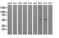 LOX Mouse anti-Canine, Human, Rat, Clone: OTI5C4, liquid, TrueMAB 100 &mu;L;