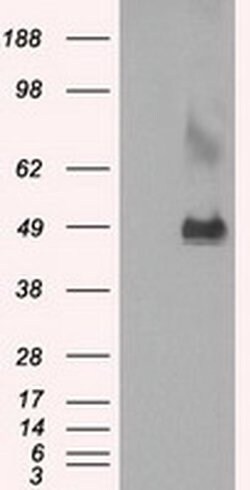 LOX Mouse anti-Human, Clone: OTI6B7, liquid, TrueMAB 100 &mu;L; Unconjugated:Antibodies,